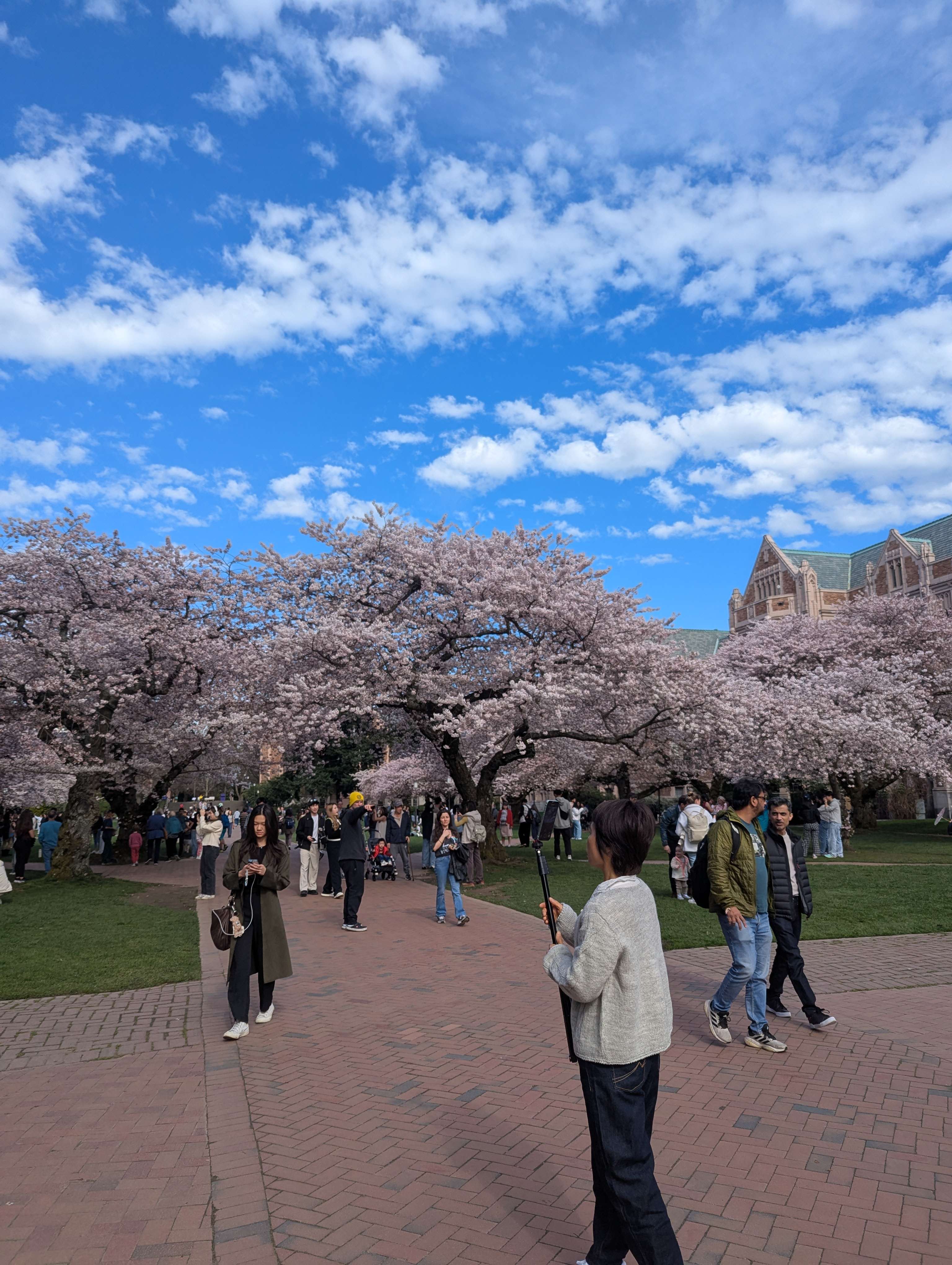 Cherry blossoms in Washington with blue skies
